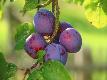 Top 5 Fruit Trees for the Garden: Eastern Europe and Russia Region_3