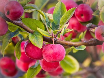 Top 5 Fruit Trees for the Garden: Eastern Europe and Russia Region_1