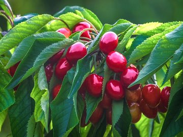 Top 5 Fruit Trees for the Garden: Eastern Europe and Russia Region_4