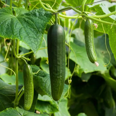 from-seed-to-salad-a-guide-to-the-life-of-a-cucumber