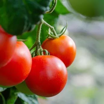tomatoes_from_history_to_the_kitchen