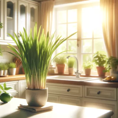 how-to-grow-lemongrass