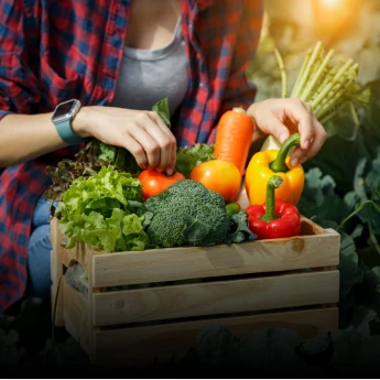 Garden and vegetable garden