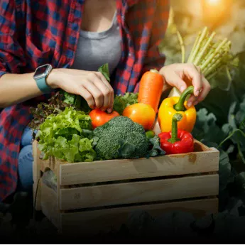 Garden and vegetable garden